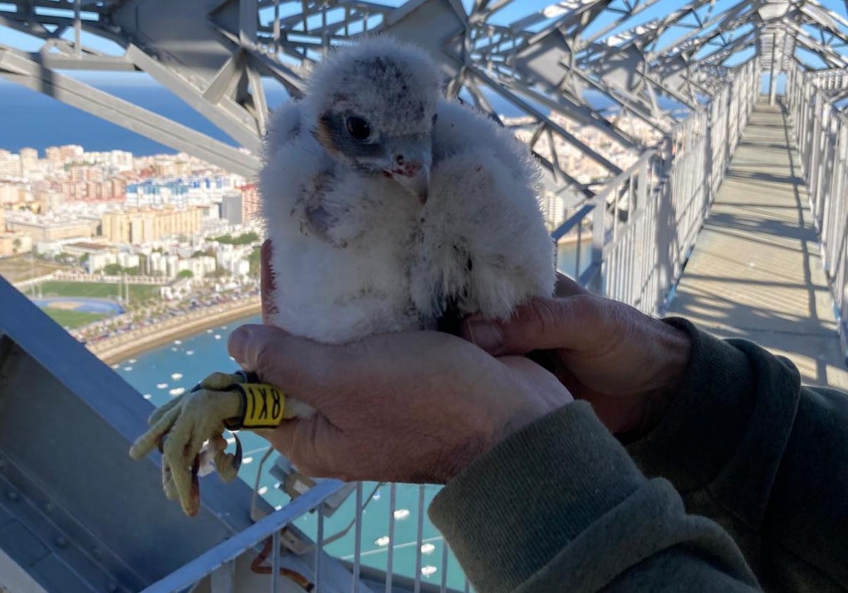 Nacen cuatro halcones peregrinos en la Torre de Puntales de Cádiz