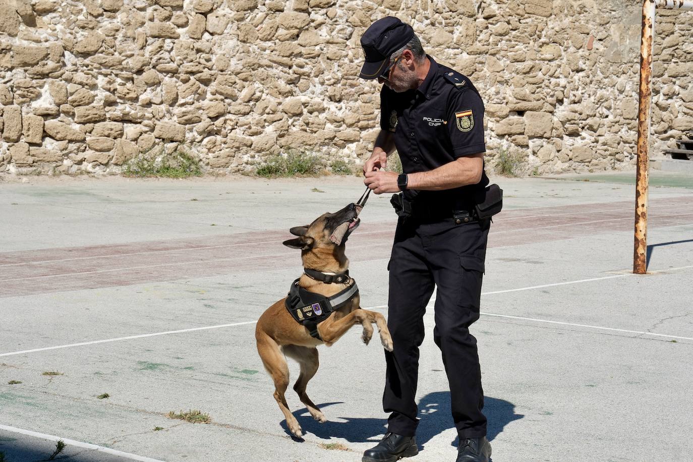 Los animales de compañía protagonizan la campaña sobre tenencia responsable de mascotas en Cádiz