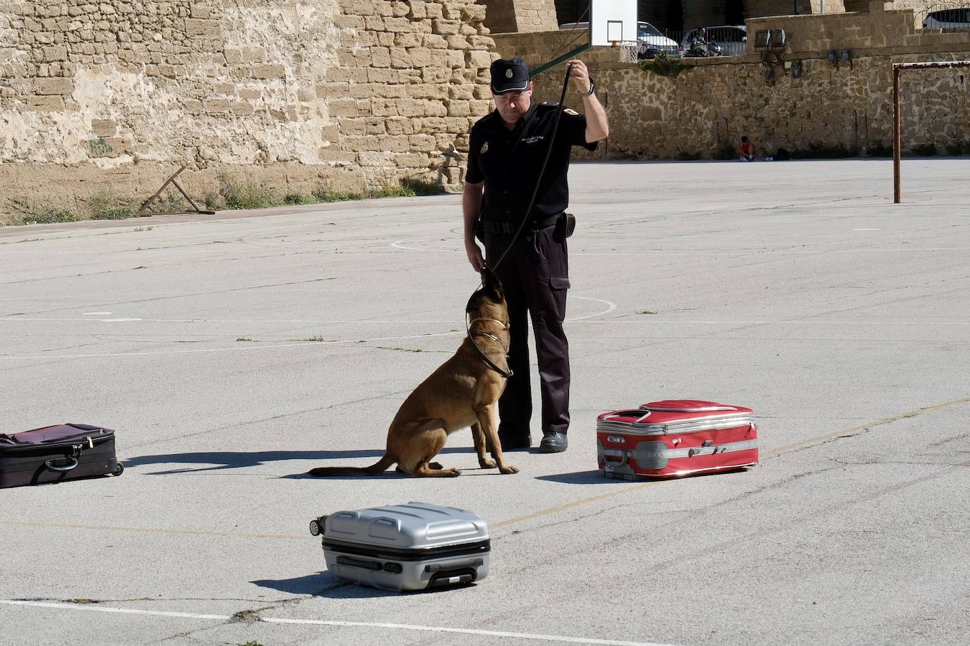 Los animales de compañía protagonizan la campaña sobre tenencia responsable de mascotas en Cádiz