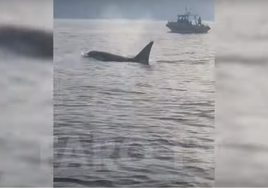 Vídeo: Un grupo de orcas ataca a un velero en el Estrecho: «Son cuatro gigantes, estamos acojonados»