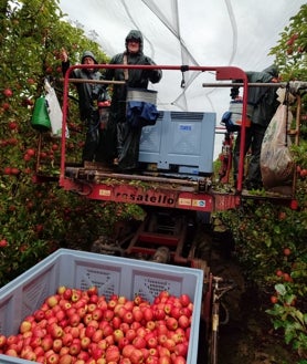 Imagen secundaria 2 - Jornaleros gaditanos en la campaña de la manzana en Francia