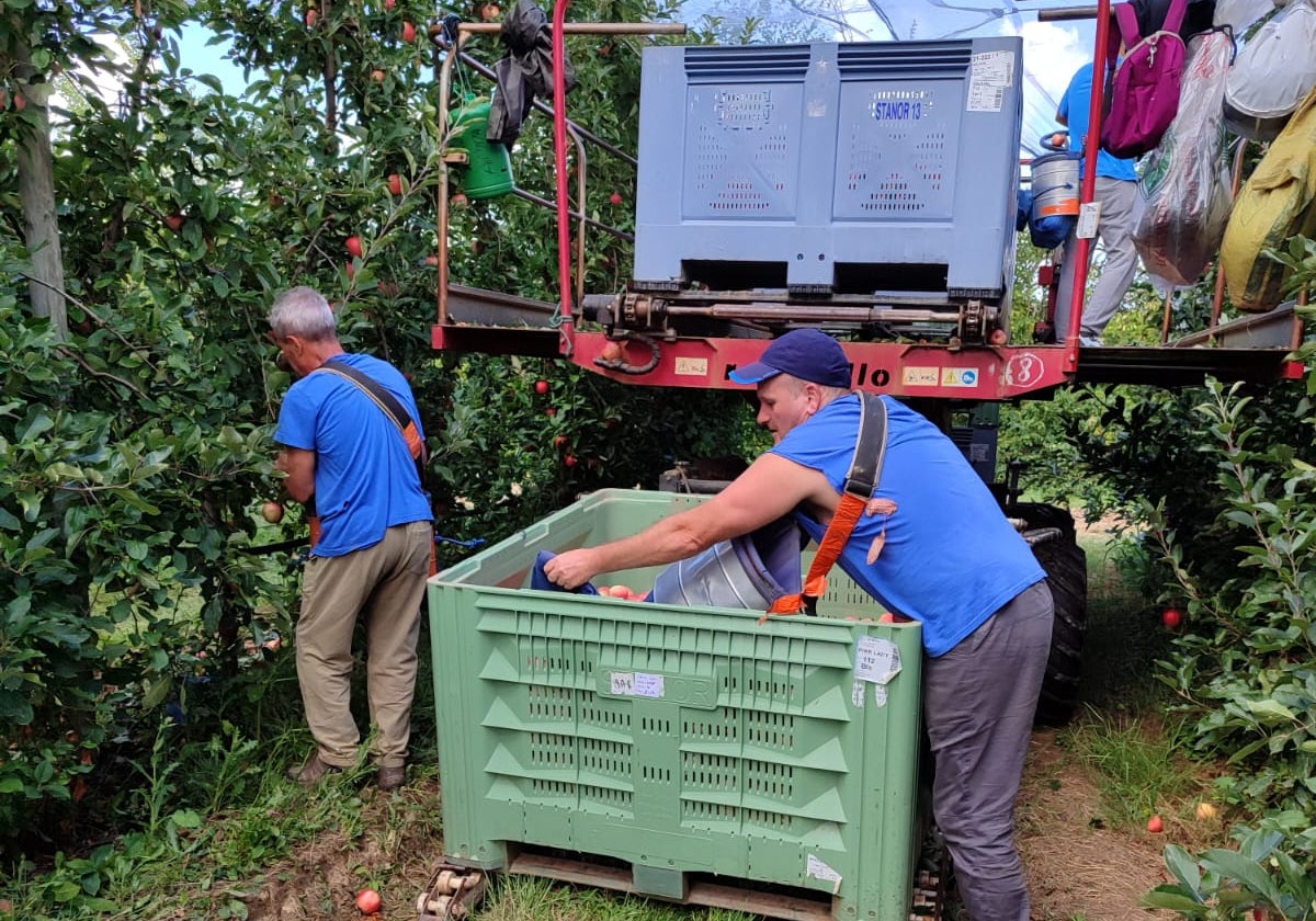 Empaquetando manzanas en la campaña francesa