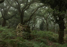 El proyecto de conservación del Bosque de Niebla en el Parque Natural de Los Alcornocales se encuentra al 60% de su ejecución