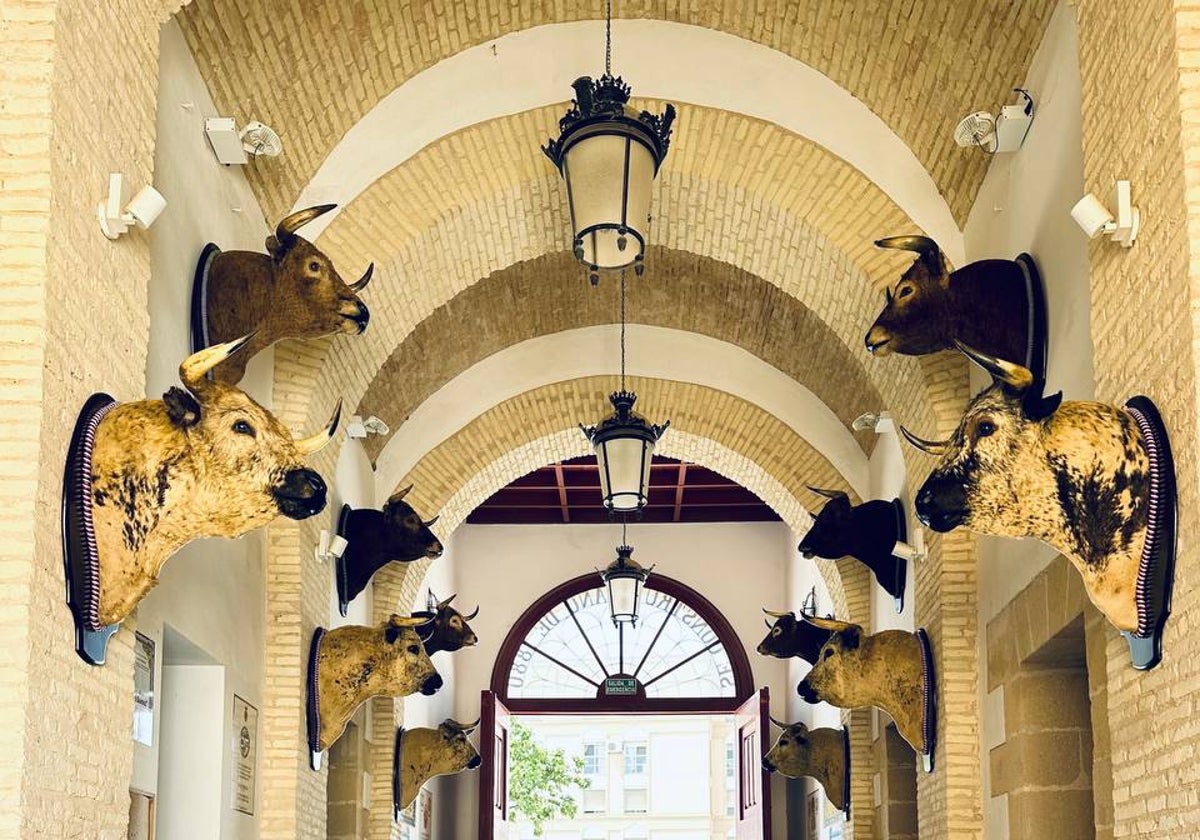 Las 12 cabezas de toro de Osborne de las dos corridas de los `ensabanaos´ y los `coloraos´ vuelven a dar la bienvenida desde la Puerta Grande de Plaza Real