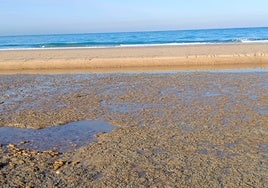 Patricia Cavada critica que la Junta prohíba limpiar la playa de Camposoto «como desde hace 20 años»