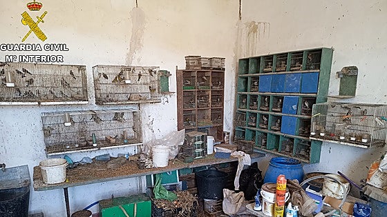 Intervienen en Jerez más de cien 'pajaritos' capturados de forma ilegal