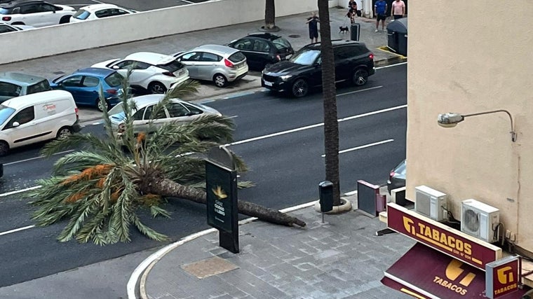 Una palmera tirada en el suelo en la avenida Cayetano del Toro.