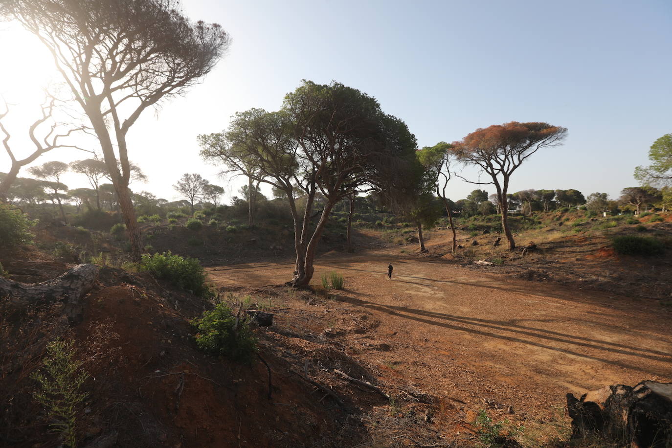 Fotos: Así se encuentra el parque de Las Canteras un año después del incendio