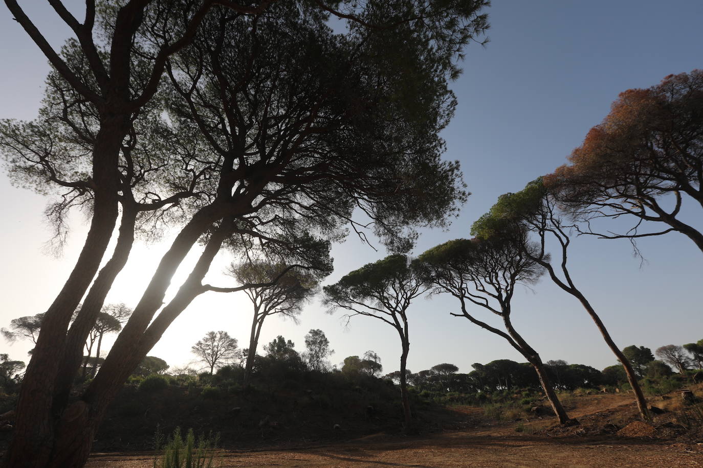 Fotos: Así se encuentra el parque de Las Canteras un año después del incendio