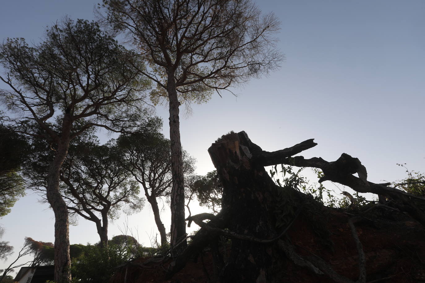 Fotos: Así se encuentra el parque de Las Canteras un año después del incendio