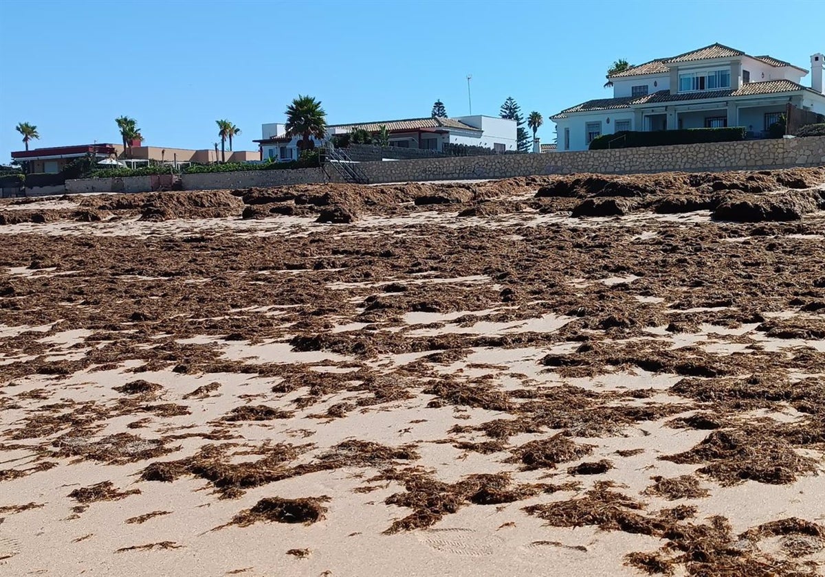 El Puerto encuentra solución a las algas invasoras en las playas