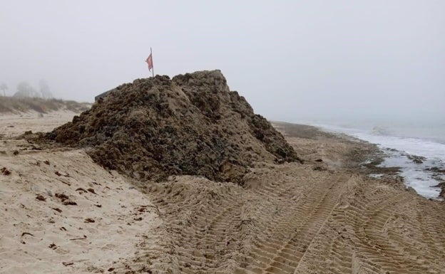 Tarifa reclama ayudas nacionales para afrontar la retirada de algas de sus playas, que suma ya 7.200 toneladas