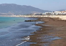 Tarifa reclama ayudas nacionales para afrontar la retirada de algas de sus playas, que suma ya 7.200 toneladas