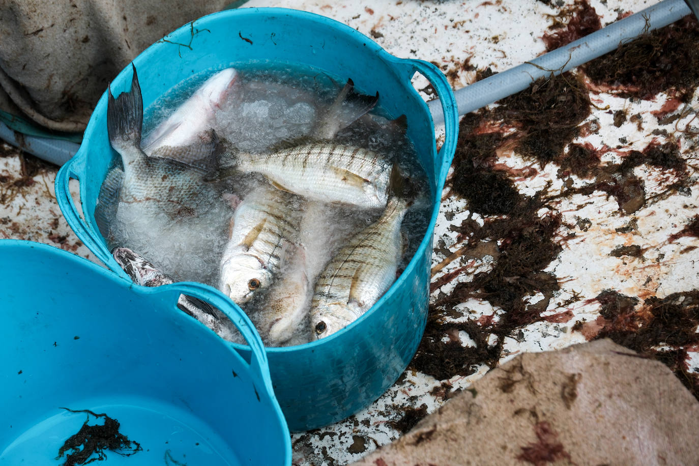 Fotografías de un drama: el alga asiática pasa &#039;factura&#039; a los pescadores de Conil