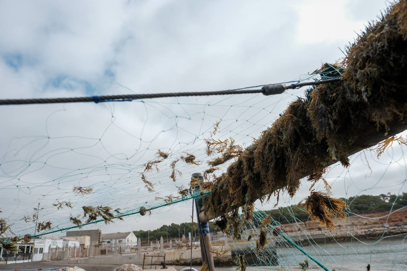 Fotografías de un drama: el alga asiática pasa &#039;factura&#039; a los pescadores de Conil