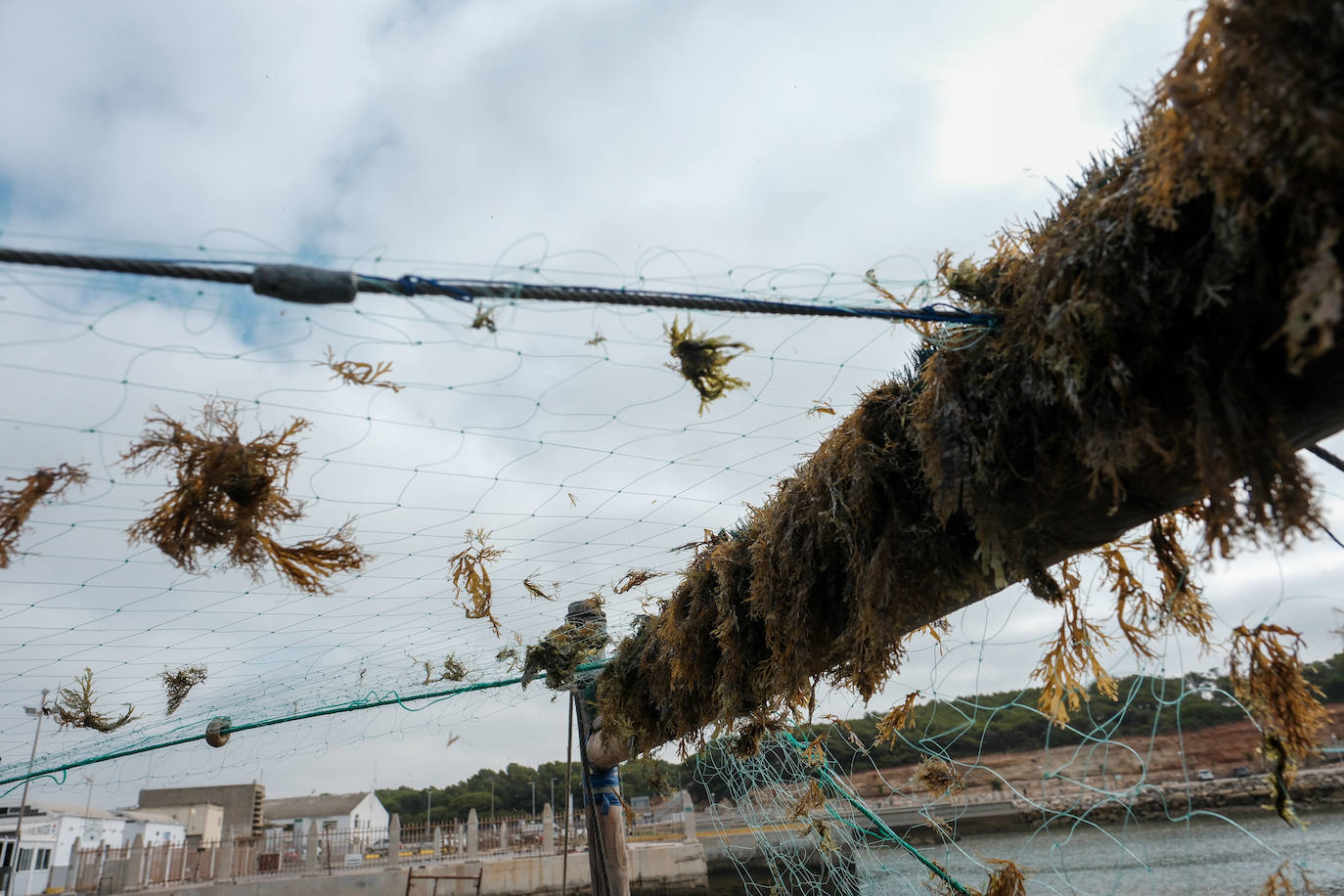 Fotografías de un drama: el alga asiática pasa &#039;factura&#039; a los pescadores de Conil