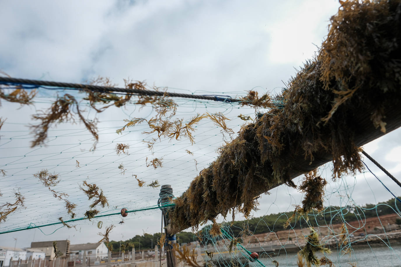 Fotografías de un drama: el alga asiática pasa &#039;factura&#039; a los pescadores de Conil