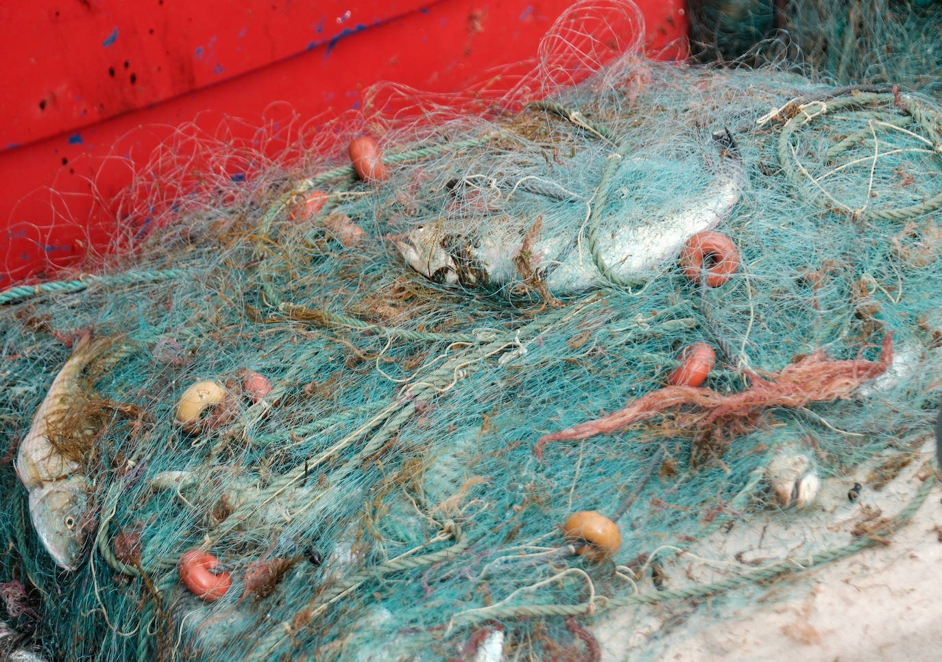 Fotografías de un drama: el alga asiática pasa &#039;factura&#039; a los pescadores de Conil