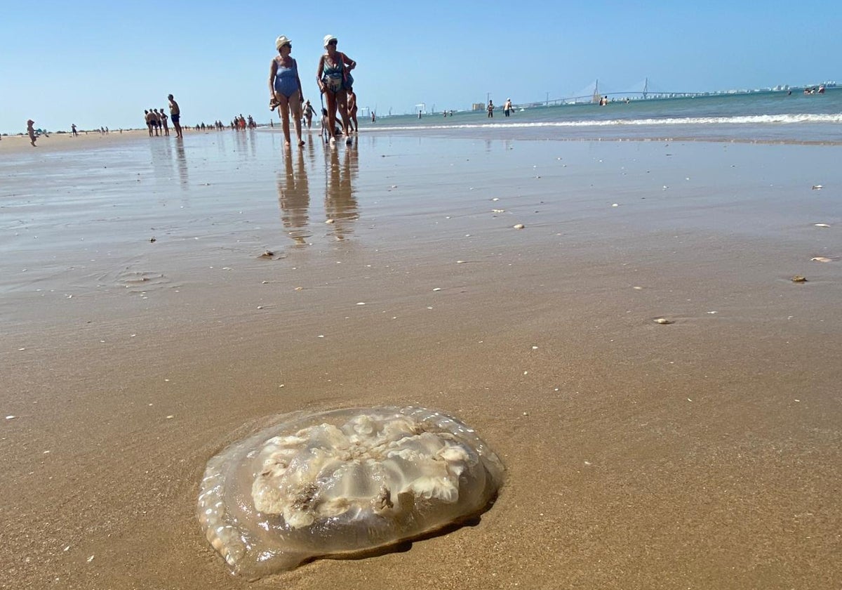 Este sábado los bañistas alertaban de medusas en la playa de Valdelagrana