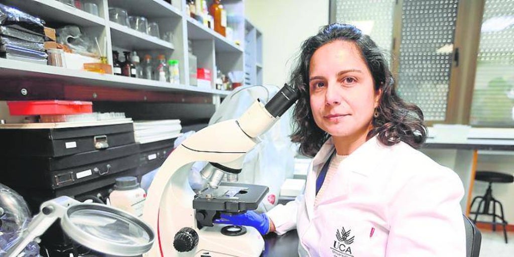 Investigadores de la UCA y el INiBICA hallan nuevos tipos de neuronas ...