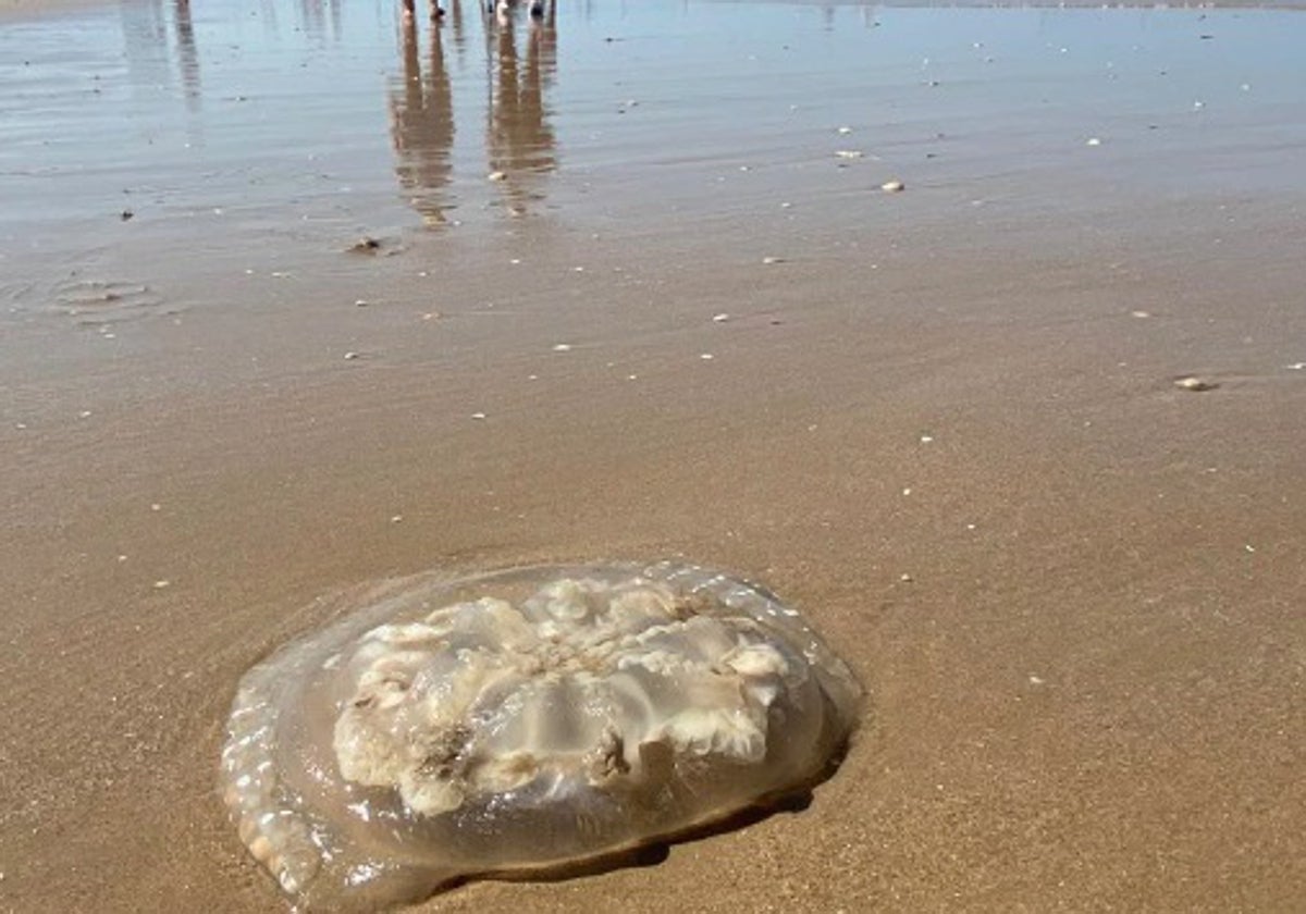 Presencia de medusas en la Playa Victoria.