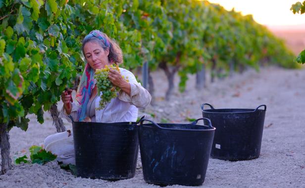 Mi vendimia en La Zarzuela, en la campiña de Jerez