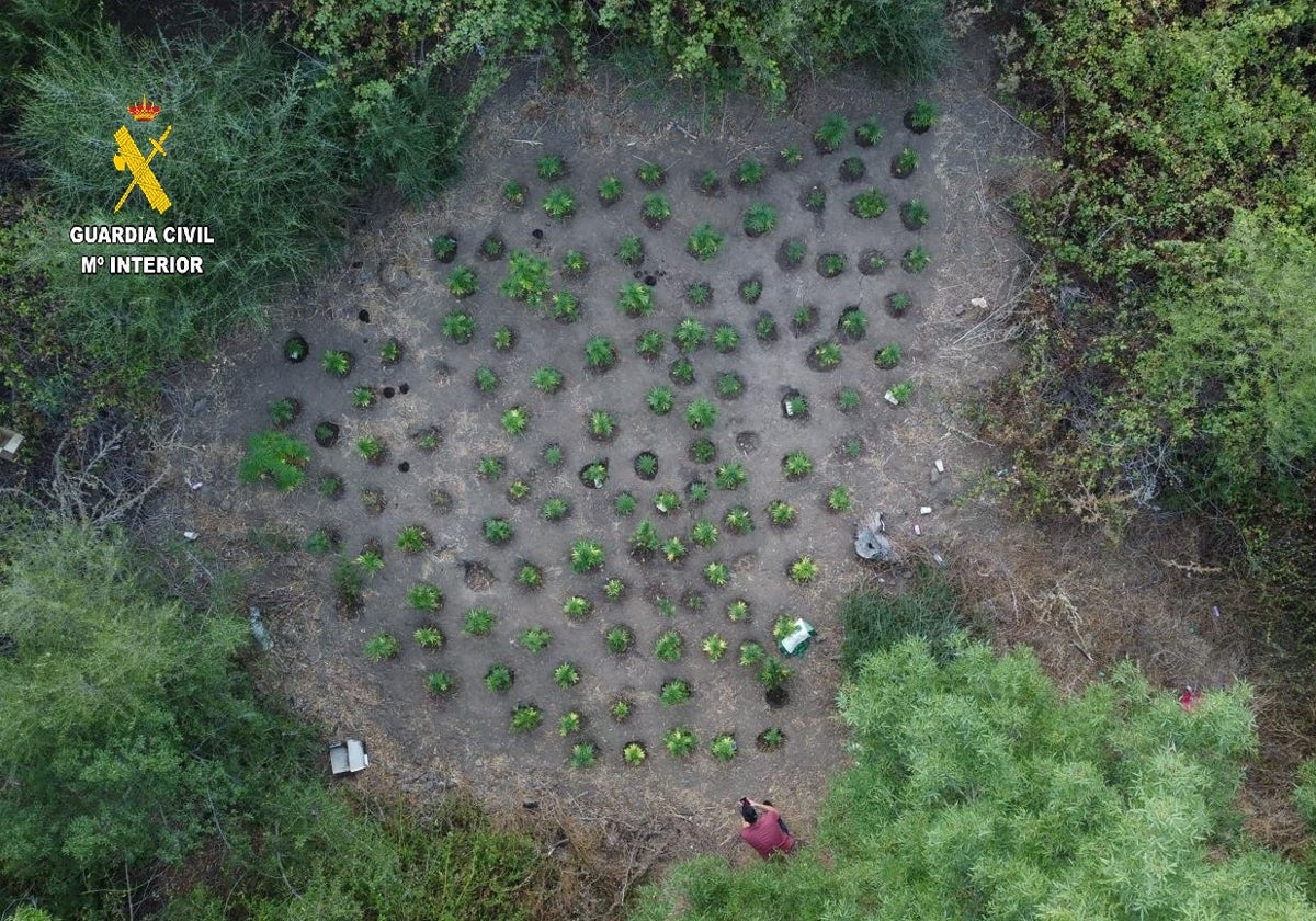 La Guardia Civil desmantela una plantación de marihuana en San Roque