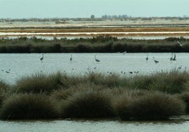 Casi 6 millones de euros para Sanlúcar como municipio del ámbito de Doñana