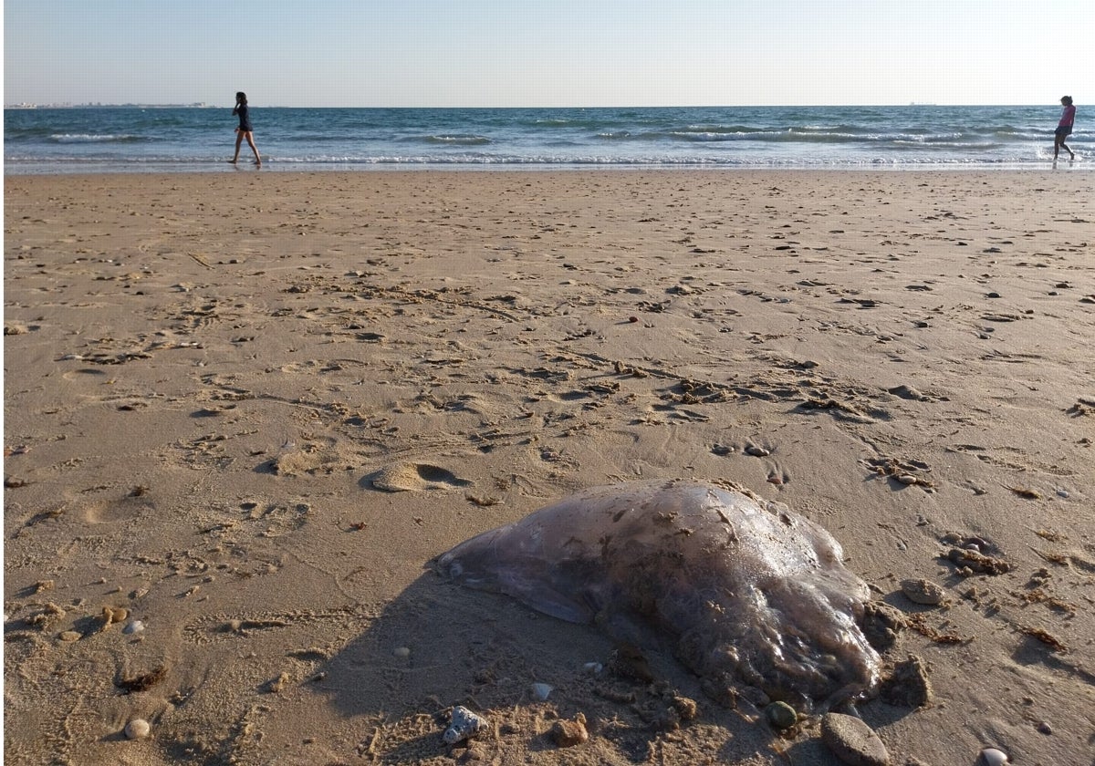 Las medusas gigantes se dejan ver por la playa de Fuentebravía de El Puerto