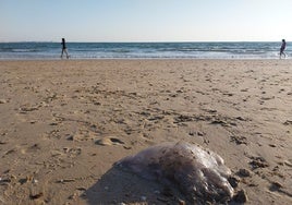 Las medusas gigantes se dejan ver por la playa de Fuentebravía de El Puerto