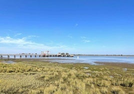 Hierba salada para las restauraciones ecológicas de marismas costeras