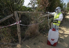 El Ayuntamiento de Jerez mantiene la vigilancia por el Virus del Nilo tras detectar casos en tres caballos