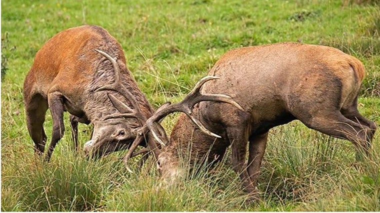 La berrea de los ciervos, una batalla de cuernos y bramidos para conquistar el amor de las hembras en la provincia de Cádiz