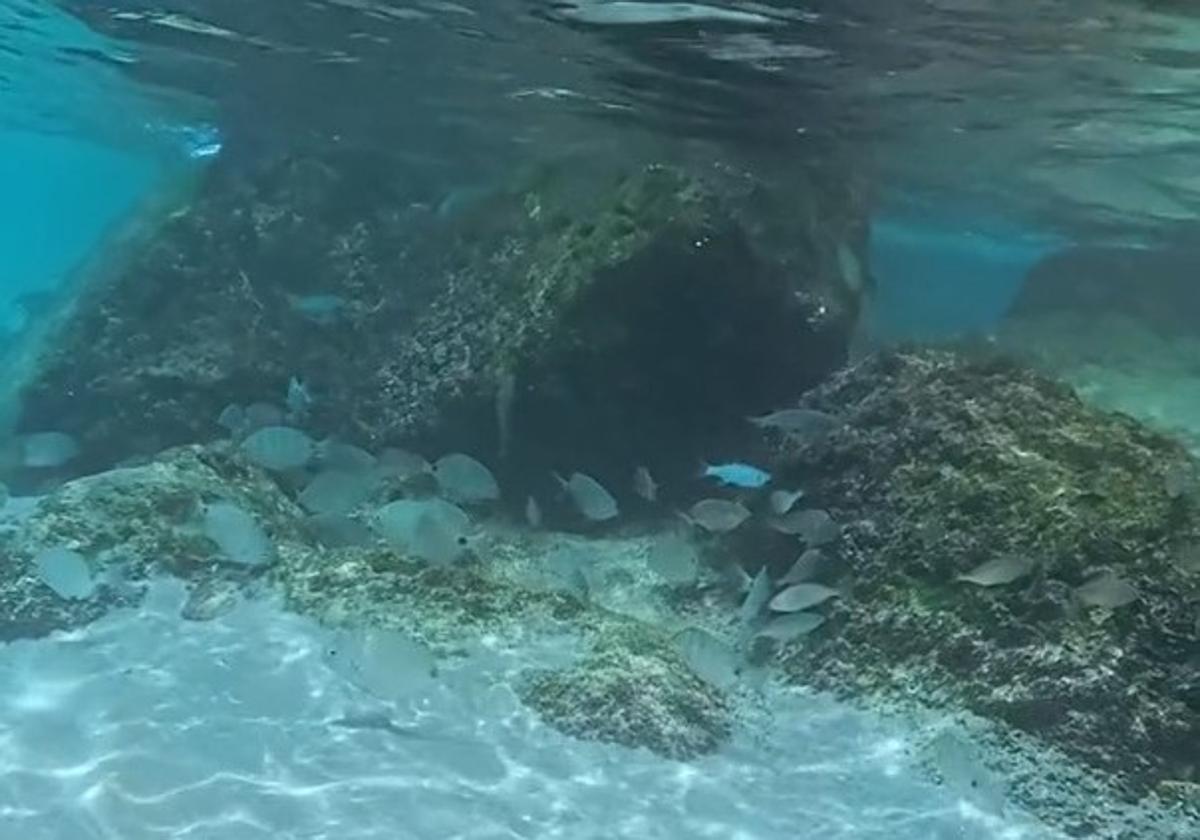 Imagen de los peces de la playa de Chica de Tarifa