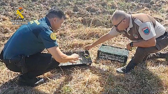Caza ilegal de 'pajaritos': dos furtivos detenidos por capturar 80 jilgueros en Jerez