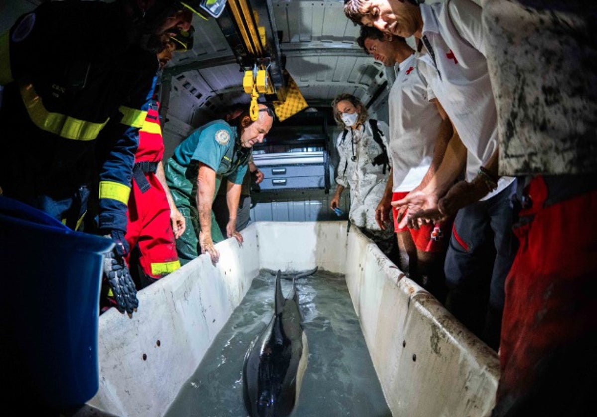 Rescate del delfín en San Fernando.