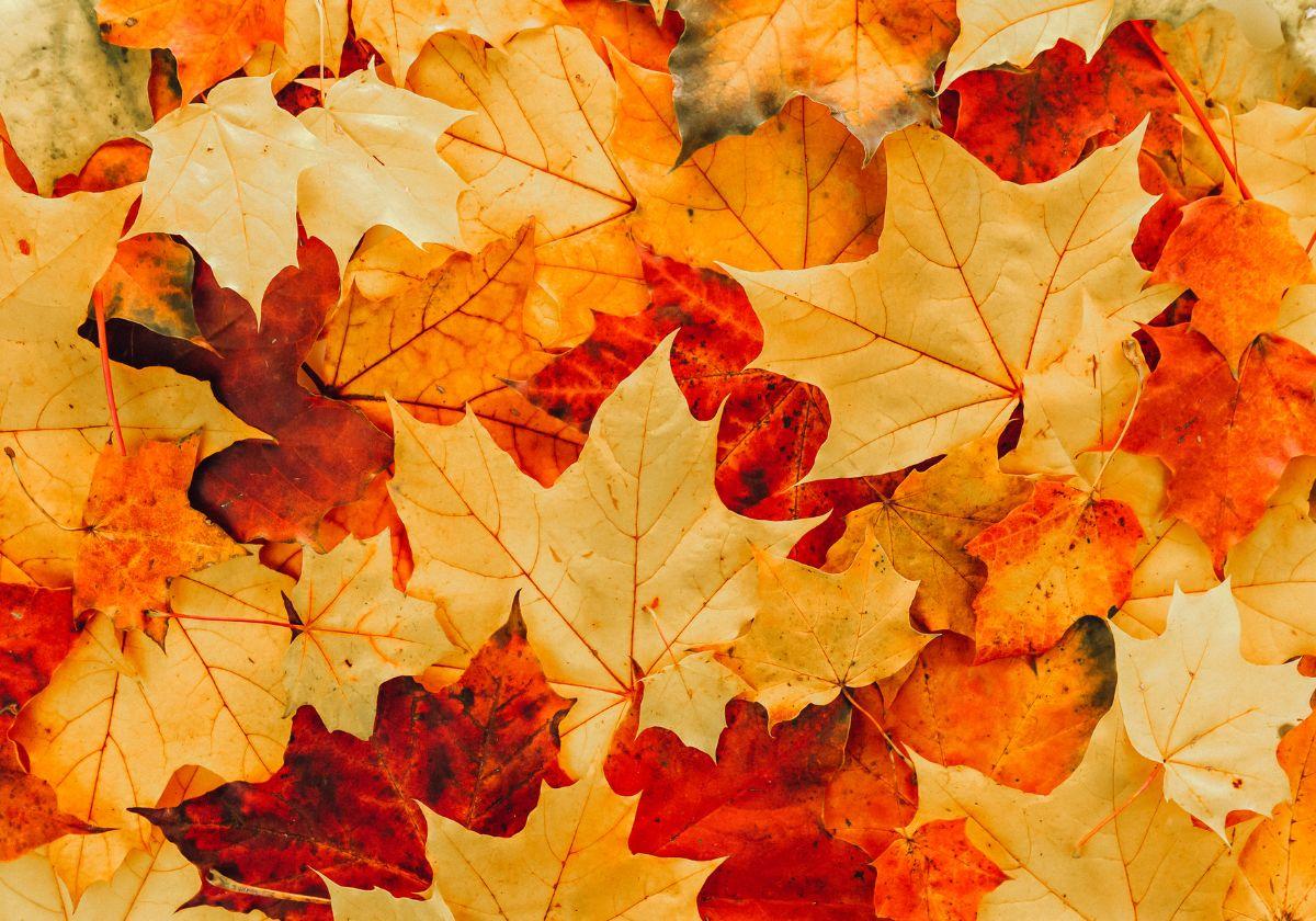 Hojas en el suelo con motivo de la llegada del otoño