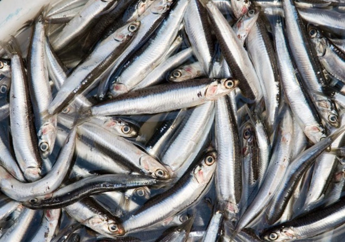 Un grupo de 13 países apoya la preocupación de España ante el recorte de cuota de anchoa en el golfo de Cádiz.