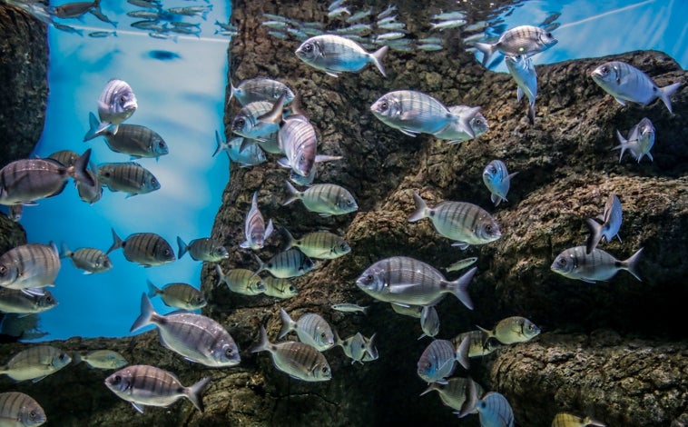 Imagen principal - Un acuario en Cádiz, el proyecto que necesita tierra para hacerse realidad