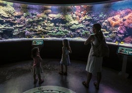 Un acuario en Cádiz, el proyecto que necesita tierra para hacerse realidad