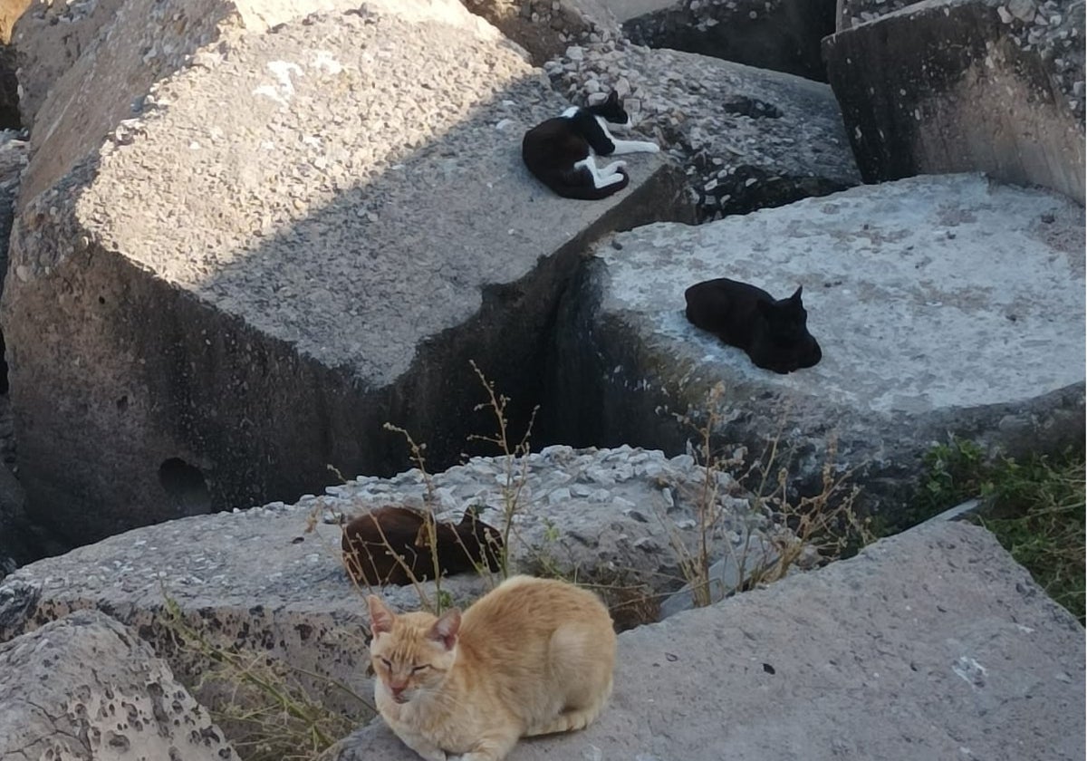 Gatos en el Campo del Sur, Cádiz.