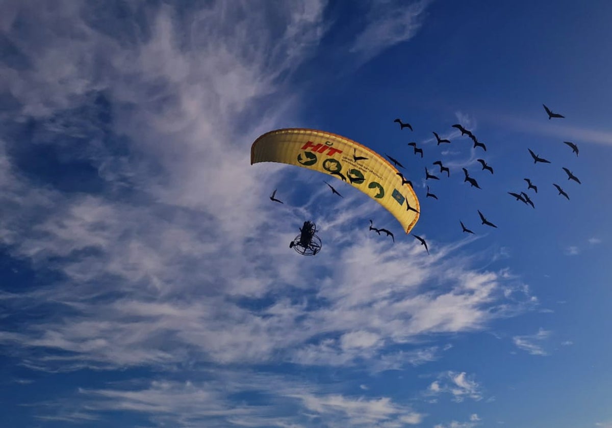 Los ibis eremitas del proyecto del Zoobotánico y la Junta de Andalucía llegarán a Medina-Sidonia o Villamartín en los próximos días