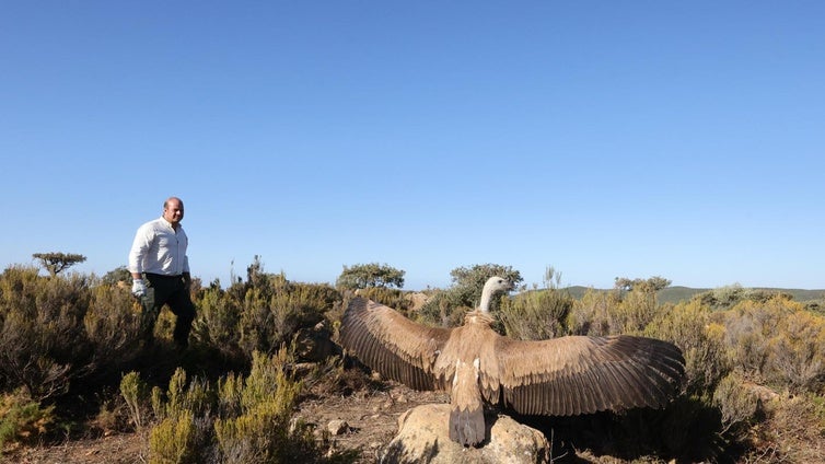 Siete buitres leonados, un búho real y un azor, los nuevos habitantes del cielo gaditano