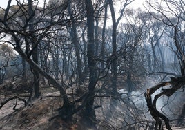 Puerto Real vuelve a las Canteras después del devastador incendio de hace 14 meses