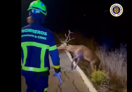 Vídeo: Un ciervo queda atrapado en una arqueta en la carretera de Jimena