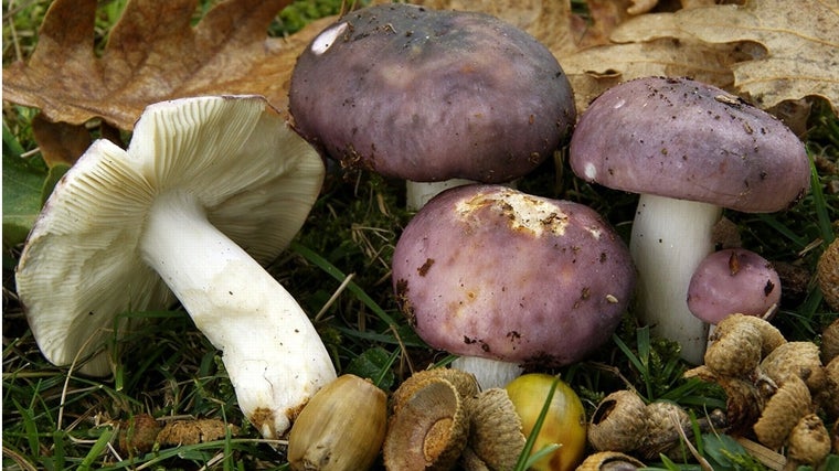 Otoño, tiempo setas: níscalos y yemas, apreciados bocados del Parque Natural de Los Alcornocales