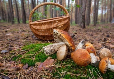 Otoño, tiempo de níscalos y yemas en el Parque Natural de Los Alcornocales