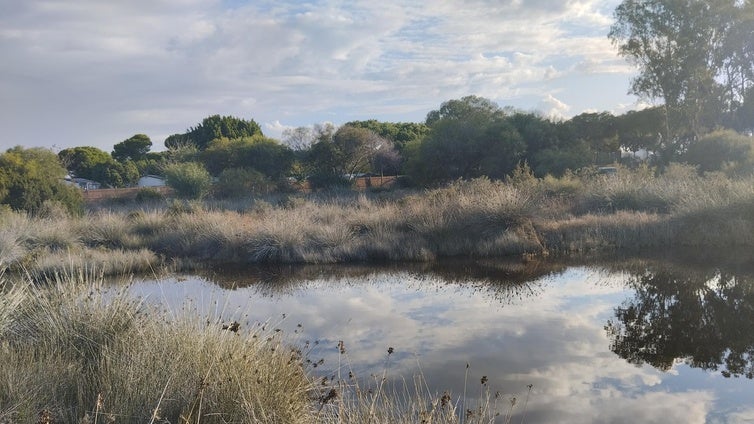 Estas son las medidas para prevenir la proliferación de mosquitos en El Puerto