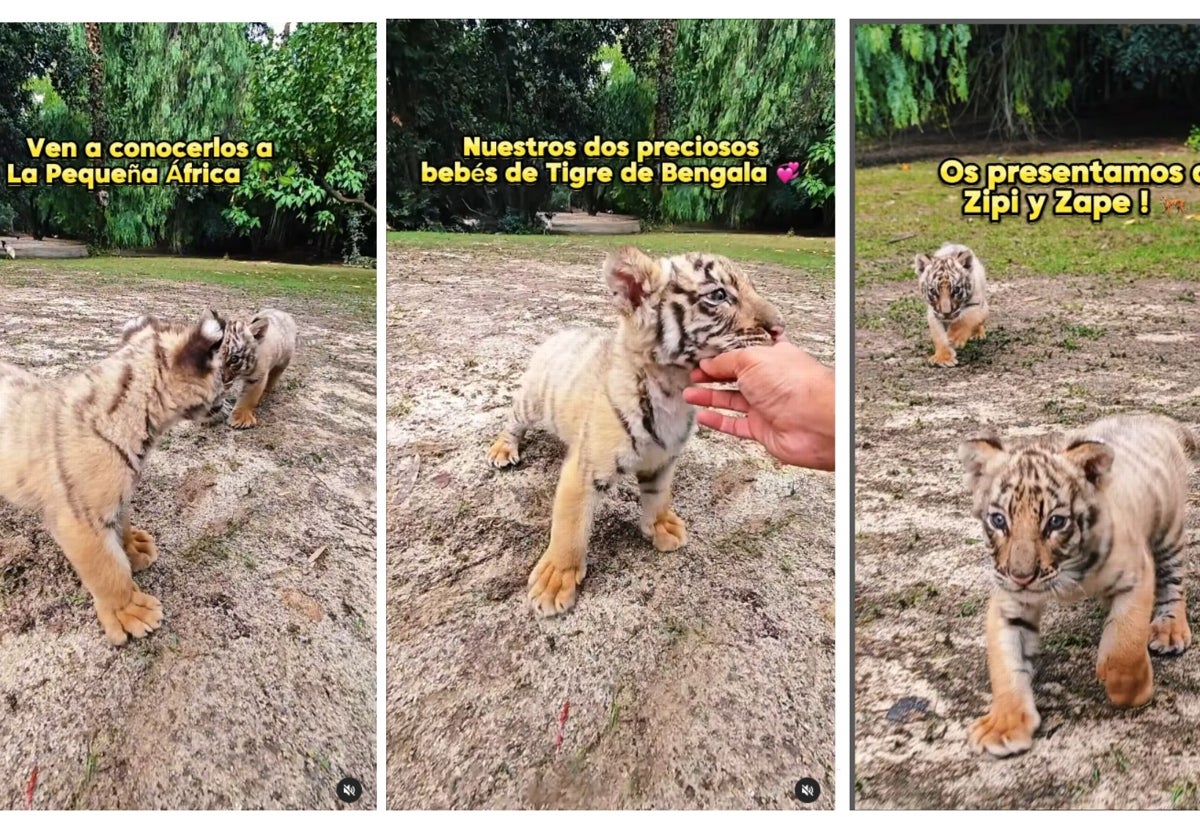 En este pueblo de Cádiz puedes ver tigres de bengala y leones: «¿Se pueden tocar?»