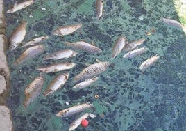 Aparecen decenas de peces muertos en el Molino de San Antón de Arcos
